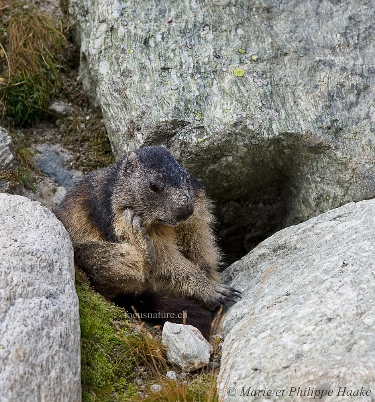 Marmotte 4831_wm.jpg - Gratouilles et coup de peigne! (Grimentz, Valais, Suisse, septembre 2009)